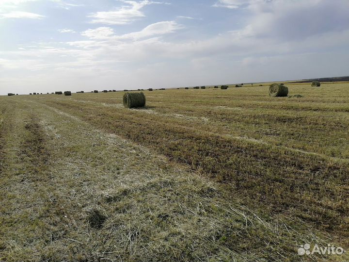 Сено луговое