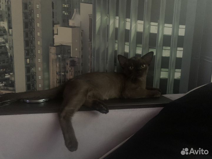 Бурманский котенок