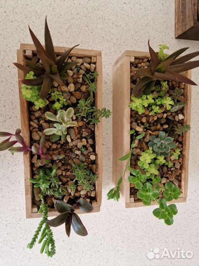 Суккуленты, крестовник, циропегия, флорариум