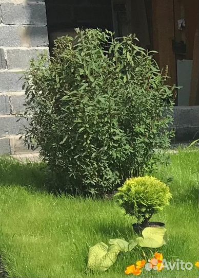 Спирея Дугласа