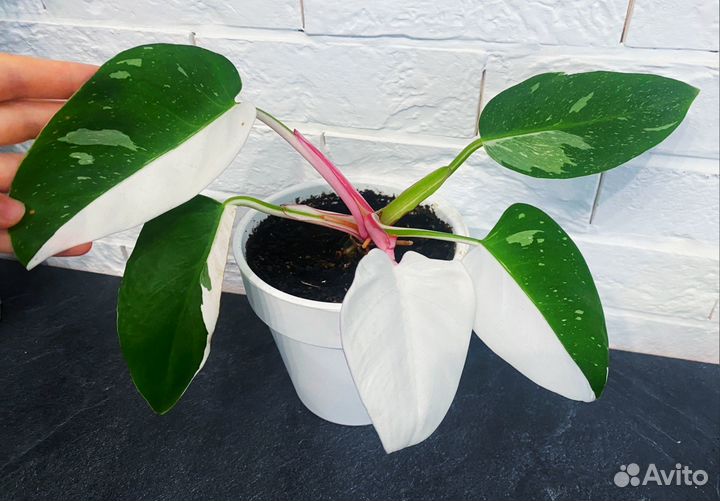 Philodendron White Princess Белая принцесса