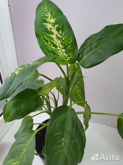 Диффенбахия