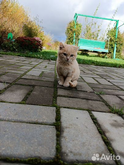 Котëнок