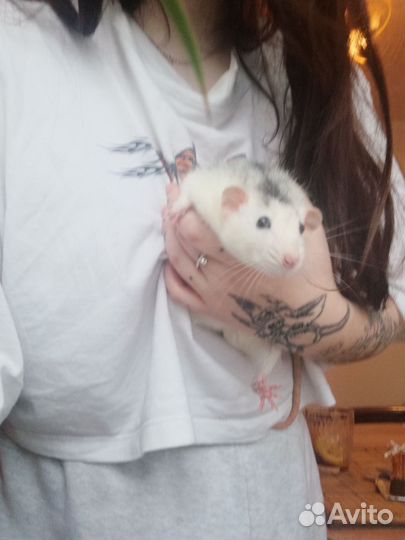 Крыса дамбо