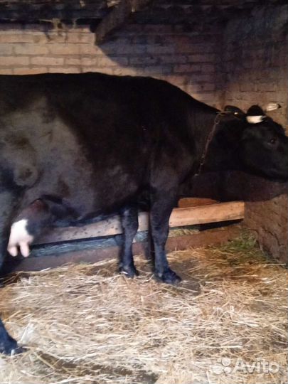 Корова дойная