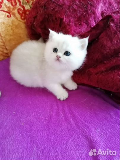 Британские котята