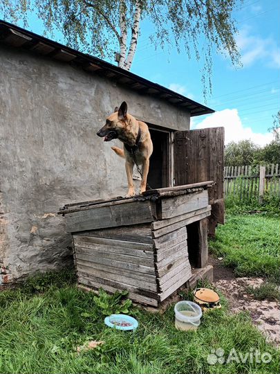 Отдам в хорошие руки собаку