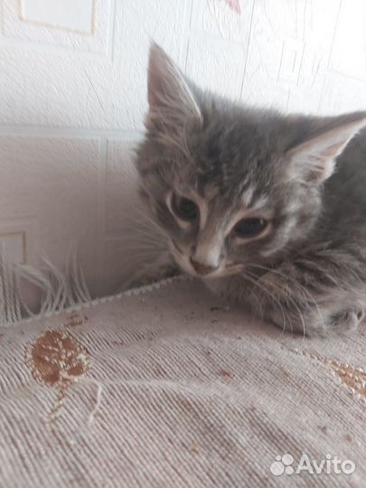 Бездомным котятам очень нужен дом