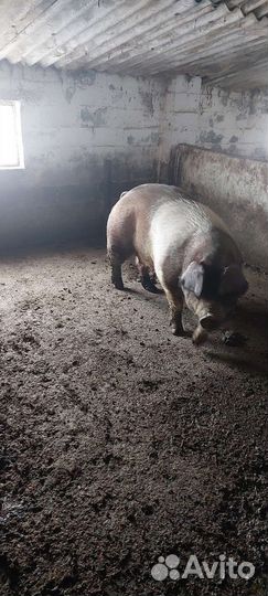 Свиноматки и хряк