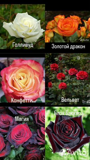 Роза на высадку