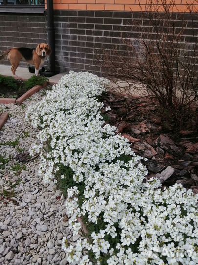 Арабис (резуха)