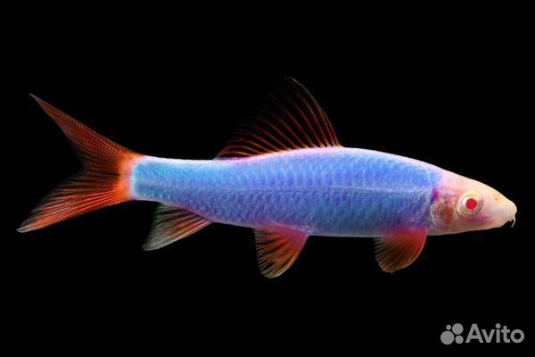 Лабео Гло (Glofish). Аквариумная рыбка