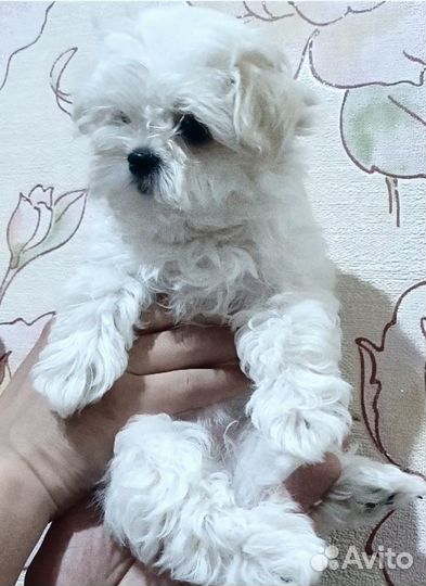 Шикарные малыши Мальтезе