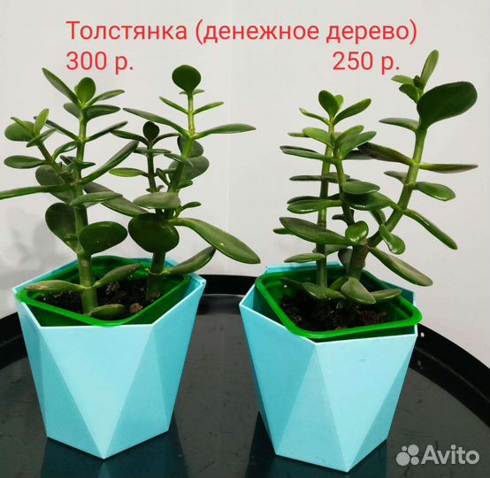 Комнатные цветы