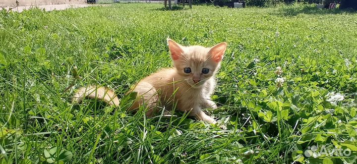 Котята в добрые руки 1 месяц