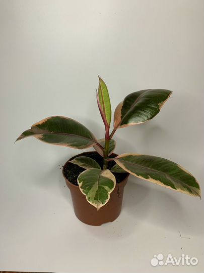 Фикус эластика белиз