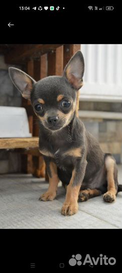 Чихуахуа мини