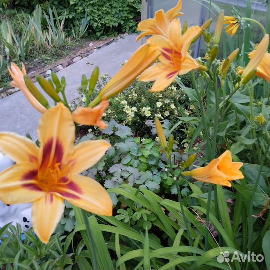 Цветы для сада