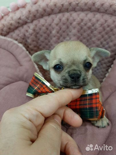 Щенки чихуахуа