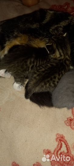 Котята отдам даром