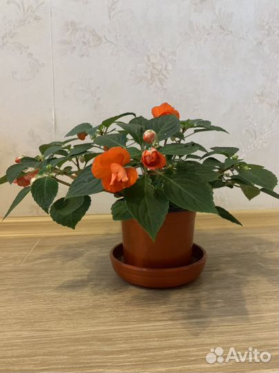 Бальзамин махровый