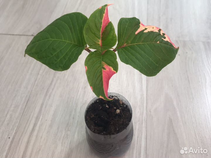 Альтернантера