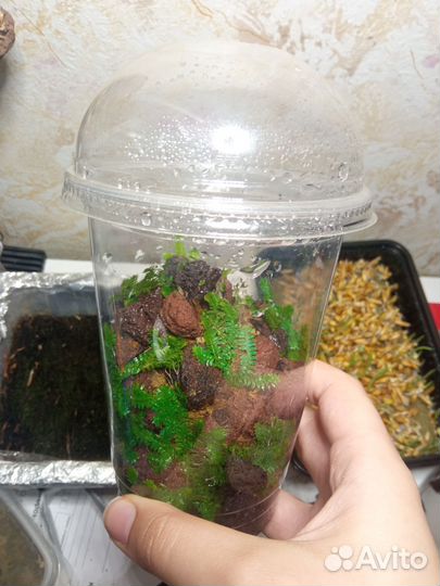 Селагинелла голубая