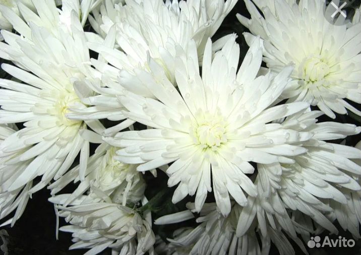 Хризантема