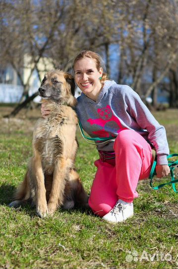 Собака из приюта Некрасовка