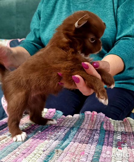 Роскошная девочка чихуахуа Резерв