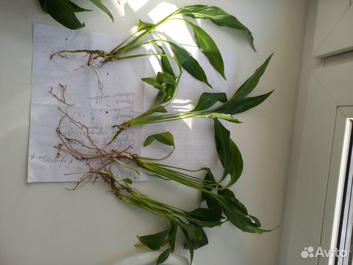 Цветок Спатифиллум