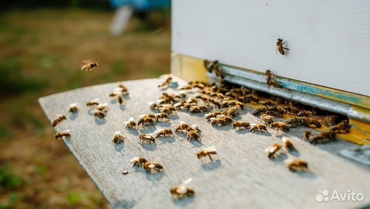 Мед оптом / лесной