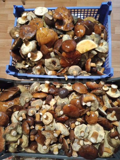 Участок 15 сот. (ИЖС)