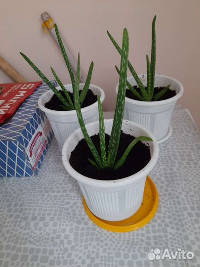 Алоэ лечебный