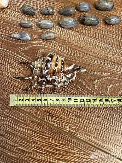 Морские ракушки раковины