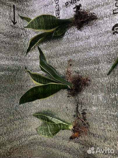 Сансевиерии сортовые