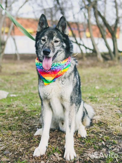 Отдам в добрые руки