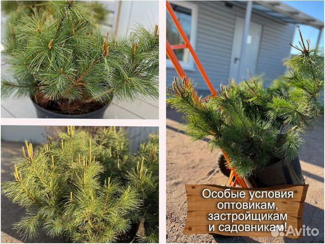 Сосна кедровая стланиковая купить в Санкт-Петербурге | Товары для дома ...