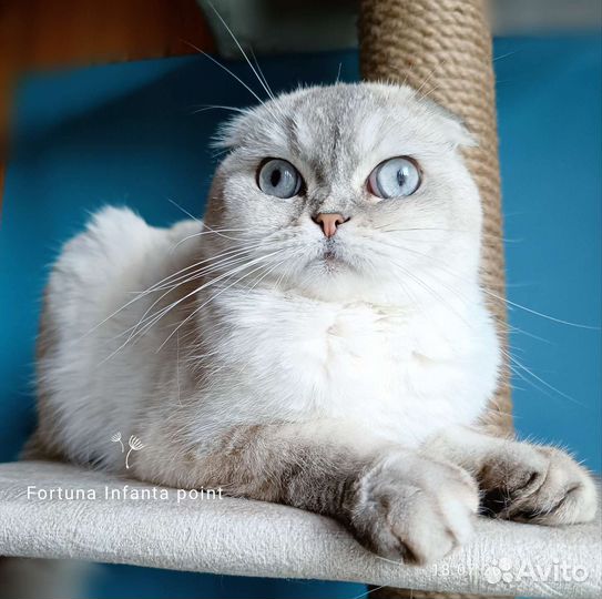 Вислоухая шотландская кошечка в любимцы