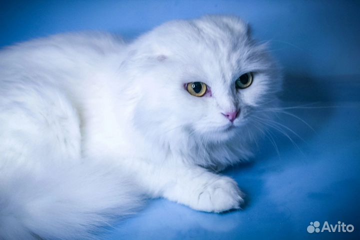Вислоухий кот белый