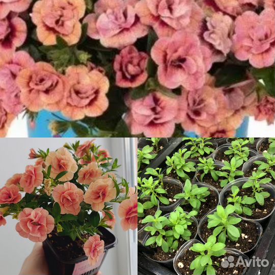 Калибрахоа рассада