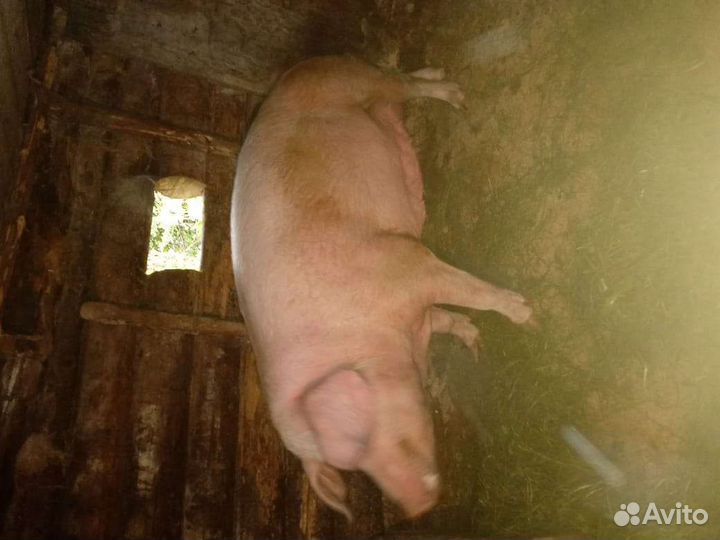 Поросенок ландрас