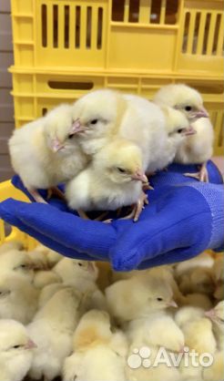 Бройлер суточный Кобб-500, Росс-308 в Чертково
