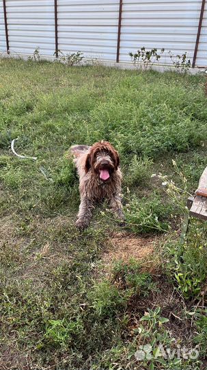 Дратхар вязка