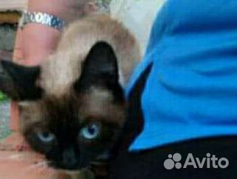 Сиамская кошечка брошена на дачах