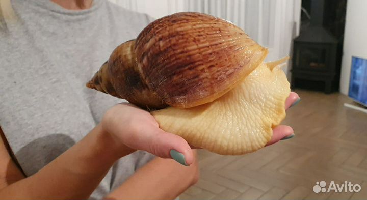 Улитки ахатина ретикулята