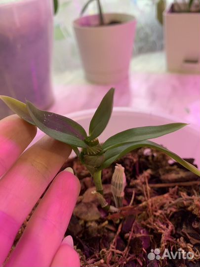 Орхидея дендробиум