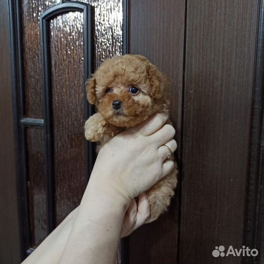 Щенки Той пуделя девочка