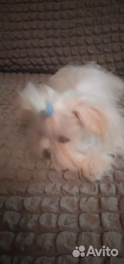 Болонки мальтезе девочка мини