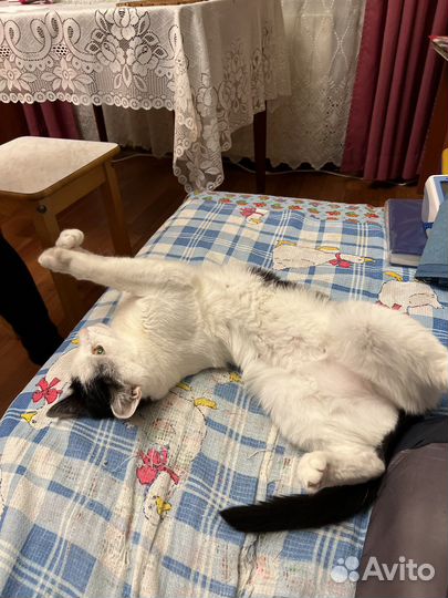 Кошки в добрые руки